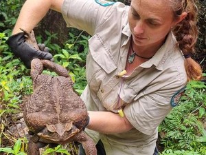 Kodok Raksasa Berbobot 2,7 Kg Ditemukan di Australia, Ini Penampakannya