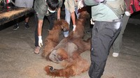 Jerat dipasang karena orang utan acap kali memasuki kebun untuk mencari makan.