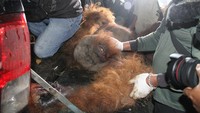 Orang utan tersebut diselamatkan setelah dijerat warga di sebuah kebun.
