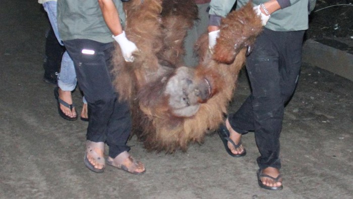 Momen Penyelamatan Orang Utan yang Terjerat di Karo KARO, INDONESIA - JANUARY 21: Officers rescue a Sumatera Orangutan (Pongo abeli) after being snared by residents when he entered the residents' gardens to find food at Kuta Kendit village, in Karo district, North Sumatera Province, Indonesia on January 21, 2023. (Photo by Kiki Cahyadi/Anadolu Agency via Getty Images)