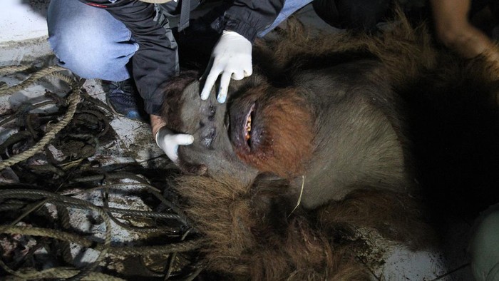 Momen Penyelamatan Orang Utan yang Terjerat di Karo KARO, INDONESIA - JANUARY 21: Officers rescue a Sumatera Orangutan (Pongo abeli) after being snared by residents when he entered the residents' gardens to find food at Kuta Kendit village, in Karo district, North Sumatera Province, Indonesia on January 21, 2023. (Photo by Kiki Cahyadi/Anadolu Agency via Getty Images)