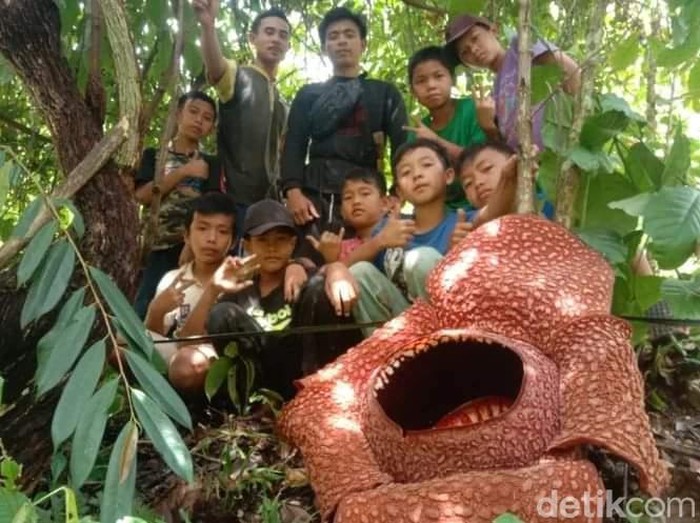 Petani di Bengkulu berhasil mekarkan bunga rafflesia.