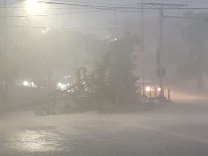 pohon tumbang di surabaya