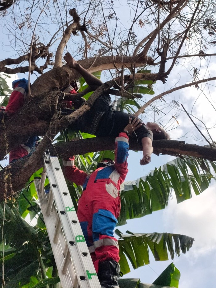 Pria di Jakbar tidur pulas di atas pohon gegara mabuk berat.