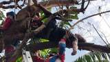Kelakuan Pria Mabuk Tidur di Atas Pohon Bikin Damkar Turun Tangan