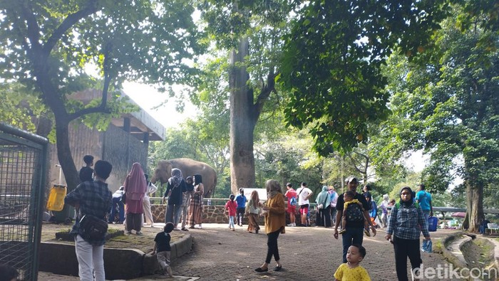 Taman Margasatwa Ragunan dipadati pengunjung menjelang Hari Raya Imlek (Brigitta Belia/detikcom)