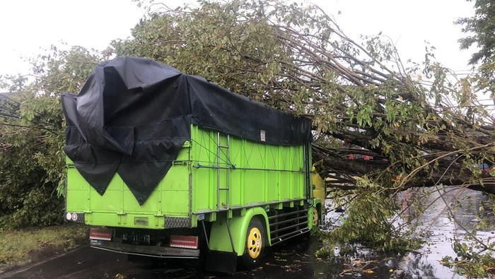 Truk tertimpa pohon tumbang di Mojolaban, Sukoharjo, Sabtu (21/1/2023).