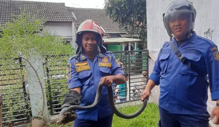 Ular Kobra Jawa yang Ditangkap di Rumah Warga Bogor