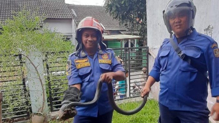 Ular Kobra Jawa yang Ditangkap di Rumah Warga Bogor
