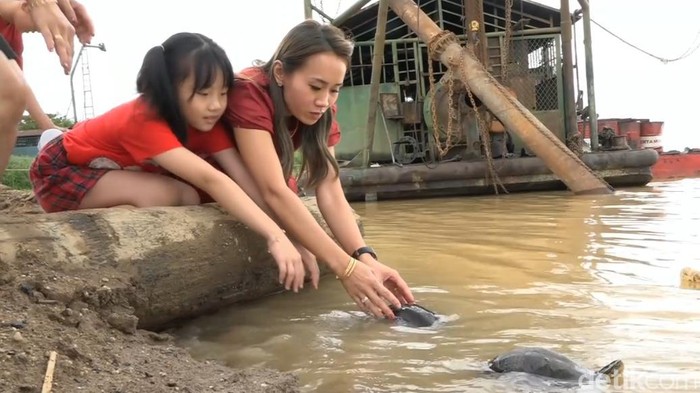 Warga Tionghoa di Jambi menggelar tradisi Fang Sheng atau melepas kura-kura (Ferdi Almunanda/detikSumut)