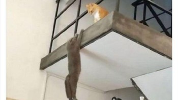 Kucing yang minta diselamatkan. Wait, apa memang sedang pull up? Foto: neighbours_wifi via Bored Panda