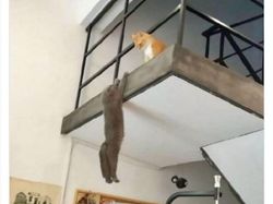 10 Foto Random yang Kocak dan Bikin Ikutan Nyengir