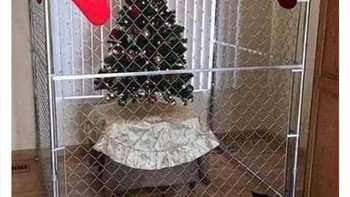 Demi keamanan pohon natal. Foto: neighbours_wifi via Bored Panda