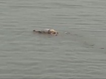 Kala Buaya Sungai Mahakam Antar Jasad Balita Tenggelam dalam Kondisi Utuh