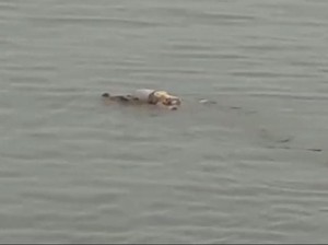 Kala Buaya Sungai Mahakam Antar Jasad Balita Tenggelam dalam Kondisi Utuh