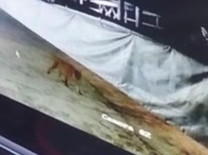 BBKSDA Riau Pasang Perangkap untuk Harimau yang Keliaran di Siak