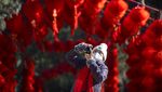 Indahnya Taman di Beijing Berhias Nuansa Imlek