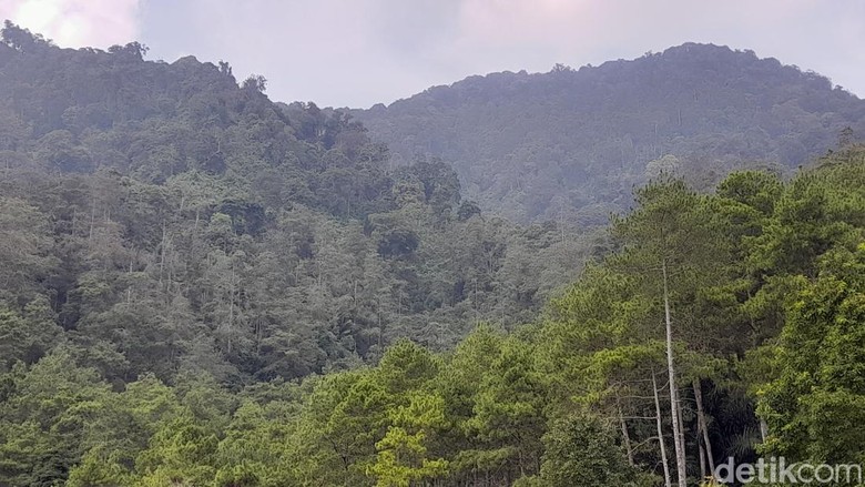 Jalur pendakian di Gunung Manglayang.