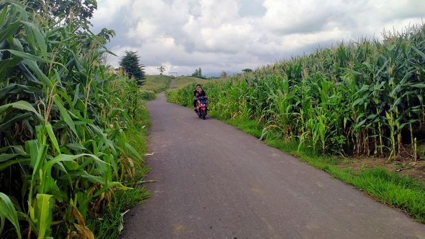 Kebun jagung yang bisa dijadikan sebagai spot foto dan tempat healing di Dompu.