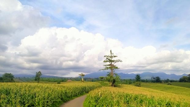 Kebun jagung yang bisa dijadikan sebagai spot foto dan tempat healing di Dompu.