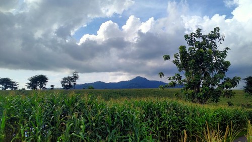 Kebun jagung yang bisa dijadikan sebagai spot foto dan tempat healing di Dompu.