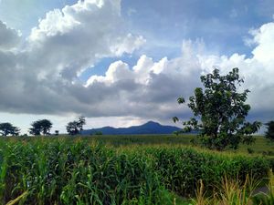 Healing Sore-sore di Hamparan Kebun Jagung nan Eksotis
