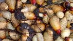 Layak Dicicipi! 10 Kuliner Bali yang Unik, Urutan hingga Sate Kakul