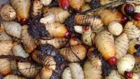 Kuliner ekstrem yang bisa dicoba di Bali adalah ancruk. Adalah ulat sagu atau larva kumbang yang dapat dimasak dengan cara ditumis. daniellaanindita Foto: detikFood/Instagram