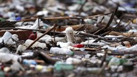 Furtula menambahkan bahwa hujan deras baru-baru ini di Montenegro dan Bosnia dan Herzegovina telah menyebabkan naiknya permukaan Sungai Drina, mengakibatkan masuknya limbah ke daerah tersebut. 