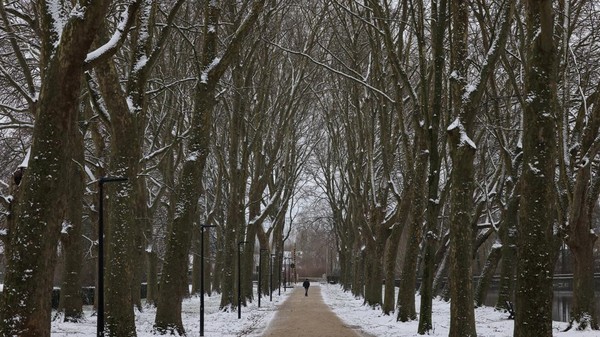 Seorang pria berjalan di antara pepohonan yang tertutup salju di domain Coloma Rose Garden. 