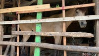 detikcom mengunjungi langsung kawasan itu, sebut saja Kampung Delman. 
