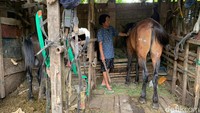 Banyak orang tidak berani melewati kawasan itu, namun kusir bernama Elle justru berinisiatif memanfaatkan lahan kosong milik pemerintah daerah itu sebagai kandang kuda.  