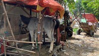 Kampung delman ini dulunya terkenal seram dan disebut sebagai tempat jin buang anak karena tidak jarang ditemukan mayat. 