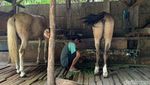 Potret Kampung Delman di Tengah Hiruk Pikuk Ibu Kota