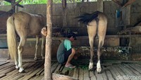 Terlihat pemandangan para kusir sedang sibuk memandikan kuda, membersihkan kotoran kuda, hingga sekadar bersantai berbagi keluh kesah dengan para kusir lain.  