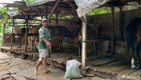 Para kusir yang menyimpan kuda di kandang yang lahannya milik pemda tidak dikenakan biaya alias gratis. Akhirnya seiring berjalannya waktu, dari awalnya 6 kuda kini menjadi 28 kuda di kandang delman itu. Kandang kuda dibuat dari kayu dengan pelindung atap berbahan seng dan sisa-sisa terpal usang. 