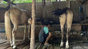 Potret Kampung Delman di Tengah Hiruk Pikuk Ibu Kota