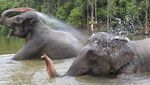 Serunya Main Basah-basahan Bareng Gajah Jinak di Aceh