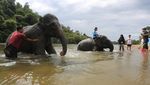 Serunya Main Basah-basahan Bareng Gajah Jinak di Aceh