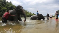 Sejumlah pengunjung bersama mahout memandikan gajah jinak sumatera yang ditempatkan di Conservation Response Unit (CRU) Sampoiniet, Aceh Jaya, Aceh, Minggu (22/1/2023). 