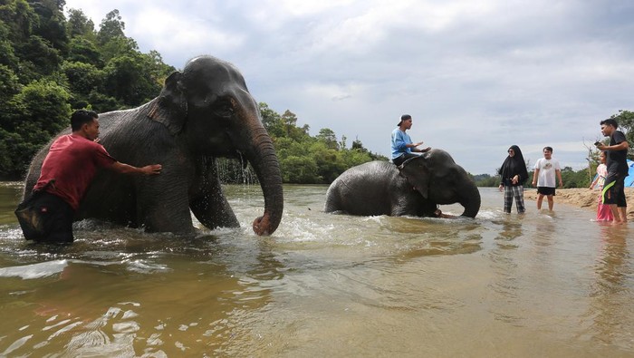 Serunya Main Basah-basahan Bareng Gajah Jinak di Aceh Sejumlah pengunjung bersama mahout memandikan gajah jinak sumatera yang ditempatkan di Conservation Response Unit (CRU) Sampoiniet, Aceh Jaya, Aceh, Minggu (22/1/2023). Keberadaan gajah jinak sumatera yang ditempatkan di tujuh CRU dan Pusat Latihan Gajah (PLG) di Aceh selain untuk mitigasi konflik ganguan gajah liar juga menjadi wisata yang mengedukasi masyarakat untuk mengenal lebih dekat tentang kehidupan gajah. ANTARA FOTO/Syifa Yulinnas/rwa.