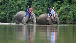 Serunya Main Basah-basahan Bareng Gajah Jinak di Aceh