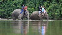 Selain itu, keberadaan gajah-gajah ini juga menjadi wisata yang mengedukasi masyarakat untuk mengenal lebih dekat tentang kehidupan gajah.