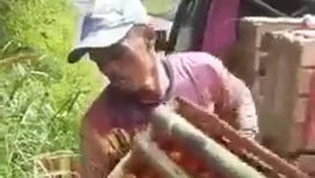 Tangkap layar vide petani di Lampung buang tomat. (Foto: Tangkapan layar)