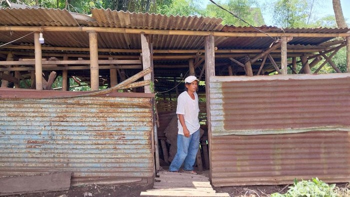 Faruk, pemilik ternak di Kota Malang yang dicuri berada di kandangnya
