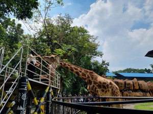Seru Banget! Tunggang Gajah-Jerapah di KBS Masih Diminati Saat Libur Imlek