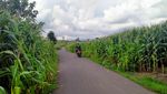 Potret Kebun Jagung Instagramable di Dompu, Asyik Buat Foto-foto