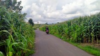 Salah seorang warga Saneo, Kasim menuturkan, kebun jagung ini mulai ramai dikunjungi ketika jagung mulai tumbuh menghijau. Biasanya para pengunjung yang datang hanya untuk berfoto dengan latar belakang kebun jagung. (Faruk Nickyrawi/detikcom)