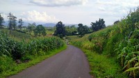Biasanya tempat ini akan selalu ramai ketika waktu menjelang sore hari atau mulai memasuki bada asyar. Kelompok pemuda dari berbagai kalangan akan memenuhi jalan di tengah kebun jagung. (Faruk Nickyrawi/detikcom