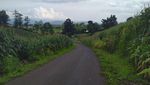 Potret Kebun Jagung Instagramable di Dompu, Asyik Buat Foto-foto